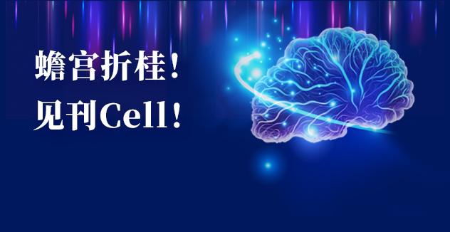 Cell项目文章 | 中国科学家解码人脑多区域时空发育奥秘！